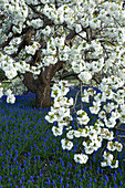 RHS Garden, WISLEY, SURREY. SPRING. Ornamental Cherry - PRUNUS SHIROTAE UNDERPLANTED with Muscari ARMENIACUM. BLOSSOM, TREE, Easter