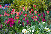 Cottage Garden Beet mit Tulipa und Primula