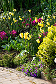 Gartenbeet neben der Einfahrt bepflanzt mit Euonymus Fortunei 'Emerald N Gold', Tulipa 'Golden Emperor', Narcissus 'Pipit'