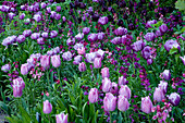 Violettes Beet im Frühjahr mit Tulipa 'Blue Heron', 'Queen of Night', 'Black Hero', 'Blue Parrot', 'Blue Diamond', 'Blue Spectacle', 'Atlantis' und Cummins