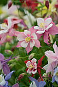 Aquilegien und Geranium neben einem Holzzaun und einem Kopfsteinpflasterweg