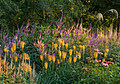 Klimt-Beet mit Kniphofia, Veronicastrum und Echinacea