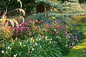 PETTIFERS Garden, OXFORDSHIRE. DAWN Light On BORDER IN LATE SUMMER with Echinacea, HEMEROCALLIS, ECHINOPS AND CORNUS CONTROVERSA VARIEGATA