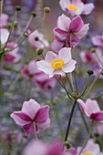 Rosa Blüten von Anemone tomentosa robustissima