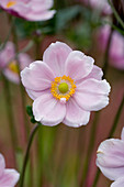 Lady Farm, Somerset: Designer, JUDY PEARCE - Pink FLOWER of Anemone X HYBRIDA ELEGANS
