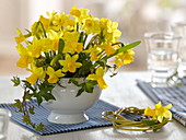 Flowers of Narcissus 'Tete a Tete' (daffodils), Hedera (ivy)
