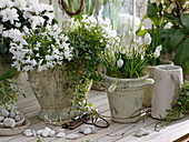 Campanula (bellflower), Hedera 'Anita' (ivy), Musari 'Album'.