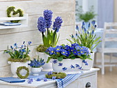 Blaue Blumen in weißen Töpfen