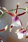 Cambria 'Eurostar' - Orchideenhybride