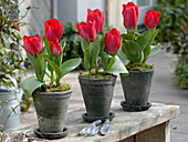 Tulipa 'Couleur Cardinal' (Tulpen) in Reihe gestellt
