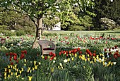 Tulipa (Tulpen) unter Davidia involucrata (Taschentuchbaum), Korbsessel