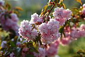 Prunus serrulata 'Kiku-Shidare-Zakura' (hängende Nelkenkirsche)