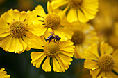 Helenium 'Kanaria' (Sonnenbraut) mit Biene