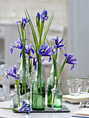 Iris hollandica (Hollandiris) in glass bottles