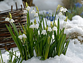 Leucojum vernum (Märzenbecher) im Schnee