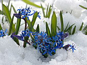 Scilla bifolia (Blausternchen) im Schnee