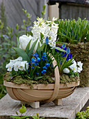 Blau-weiß bepflanzter Spankorb : Hyacinthus 'White Pearl' (Hyazinthen), Tulipa