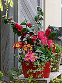 Camellia 'Kirin-No-Homare' (camellia), Tulipa 'Couleur Cardinal' (tulips)