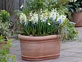 Hyacinthus 'White Pearl' (hyacinths), Muscari 'Blue Pearl' (muscari)