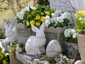 White-yellow easter decoration flower box with viola cornuta