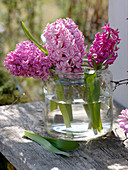 Hyacinthus 'Pink Pearl' 'Anna Marie' (Hyazinthen) in breitem Glas