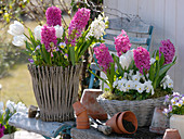 Hyacinthus 'Pink Pearl' (Hyazinthen), Tulipa 'Mondial' (Tulpen), Viola cornu