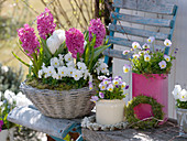 Hyacinthus 'Pink Pearl' (Hyazinthen), Tulipa 'Mondial' (Tulpen), Viola cornu