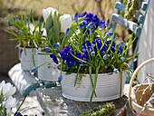 Viola cornuta (hornveilchen), Muscari 'Blue Magic' (traubenhyazinthen)