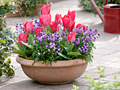 Tulipa 'Couleur Cardinal' (tulips), Erysimum Poem 'Lilac' (gold lacquer)
