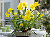 Narcissus 'Dutch Master' 'Tete a Tete' (Narzissen) in Backform gepflanzt