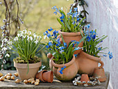 Scilla bifolia in terracotta tower, Galanthus nivalis