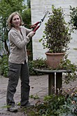 Prune back geranium pyramid in spring (2/3)