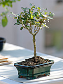 Freshly cut back bonsai Coprosma 'Coppershine'