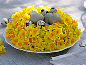 Potted daffodil wreath as easter nest