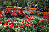 Rotes Sommerblumenbeet mit Beta vulgaris 'Vulkan' (Mangold), Dahlia (Dahlien), Tagetes (Studentenblumen)