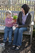 Little boy gives his mother a pot of bellis (daisy)