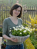 Woman holding basket of bellis (daisy)