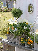 Basket with spring bloomers and herbs