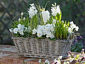 Basket box with white spring flowers