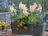 Basket with Hyacinthus 'Gipsy Queen', Viola cornuta