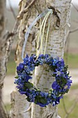 Blauer Frühlingskranz aus Muscari (Traubenhyazinthen), Viola cornuta