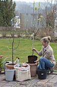 Planting and raising fruit trees in the tub
