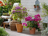 Purple and pink bougainvillea, Canna indica (Indian flower cane)