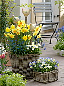 Baskets with Narcissus 'Pinza', 'Dutchmaster' (Narcissus), Myosotis