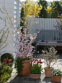 Prunus subhirtella 'Fukubana', Prunus incisa 'Kojo-no-mai'