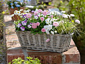 Spring basket with Bellis, Viola cornuta, Carex