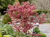 Acer palmatum 'Atropurpureum' (red fan maple), Tulipa (tulips)