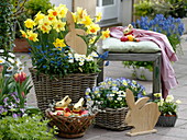 Baskets with Narcissus 'Pinza' 'Dutchmaster' (daffodils), Myosotis