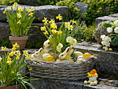 Narcissus 'Tete a Tete' (Daffodils), Viola wittrockiana (Pansy)