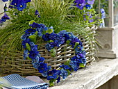 Herz aus blauen Primula Belarina 'Cobalt Blue' , 'Blue Sapphire'
